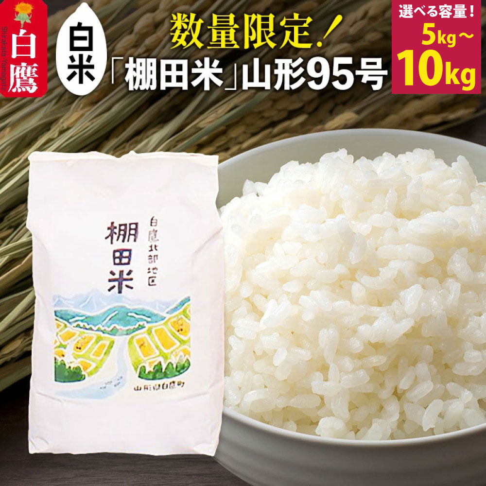 【ふるさと納税】 【白米】山形県産 棚田米 白鷹ほまれ ＜選べる容量＞ 【5kg／10kg】 山形95号 令和7年産 米 お米 精米 コメ おこめ ごはん ご飯 白米 5キロ