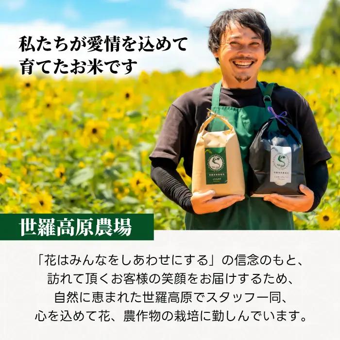 コシヒカリ3kg 令和8年産 米 白米 ごはん 精米 お米 ご飯 おにぎり お弁当 こしひかり 世羅米 世羅産 世羅町産 A041-16