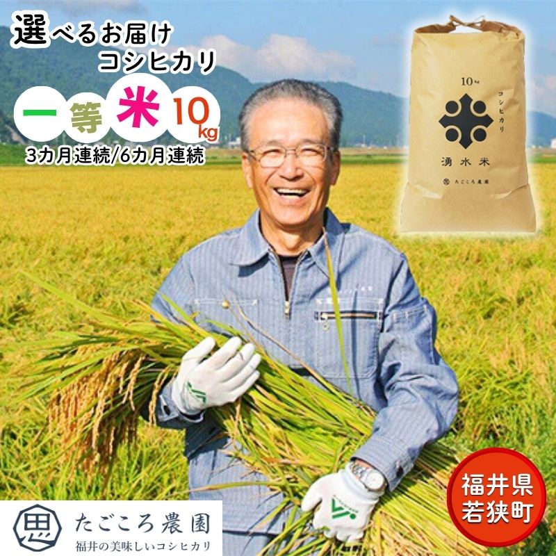 【ふるさと納税】【選べるお届回数＆容量】米 コシヒカリ 10kg 産地直送 一等米 特A 特A米 お米 白米 精米 新米 ご飯 令和7年産 10キロ おこめ こめ コメ ごはん こしひかり 福井県 福井 若狭町 若狭 送料無料