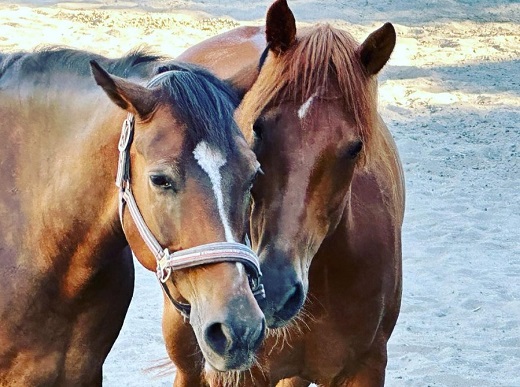 四街道グリーンヒル乗馬クラブ 店頭利用券 16500円分 / 乗馬体験 ビジターレッスン １回使い切り