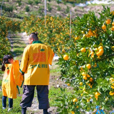 ふるさと納税 八幡浜市 【発送月固定定期便】コウ果樹園の旬の柑橘定期便(11月-4月)【H33-40】全6回 |  | 03