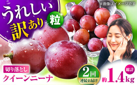 　【2026年発送先行予約】【2回定期便】　訳あり クイーンニーナ ぶどう 切り落とし 約700g  【合同会社 社方園】[ZBZ044]