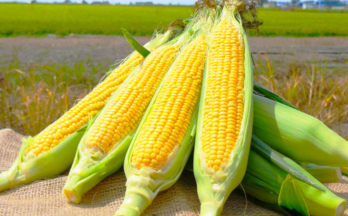 【2026年8月上旬～順次発送】 スイートコーン 恵味ゴールド 10本入 | 北海道産 とうもころし トウモロコシ 野菜 北海道 | JAみねのぶ [BOAG032]