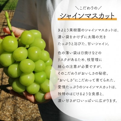 【発送月固定定期便】桃とシャインマスカット どっちも食べたい便(岡山県産)全2回【配送不可地域：離島】