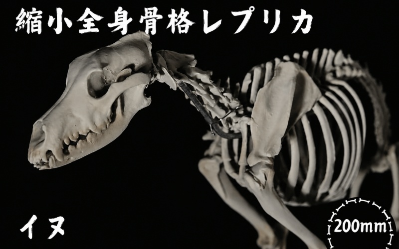 全身 骨格 レプリカ イヌ 縮小 / 標本 コレクション プラモデル 動物 犬 フィギュア インテリア 模型 動物 博物館 頭蓋骨 ミニチュア 3D プリント【anf949-shk-inu】