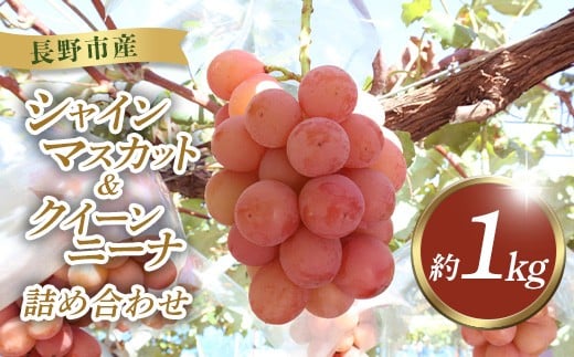 
                  J1504シャインマスカット・クイーンニーナ詰合せ1kg【2026年9月下旬以降の出荷分】（本気農場いけだ）
                