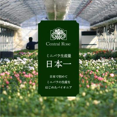 ふるさと納税 本巣市 おまかせ ミニバラ 3.5号 20鉢 詰め合わせ 肥料付き 訳あり 家庭用 バラ 花 四季咲き |  | 03