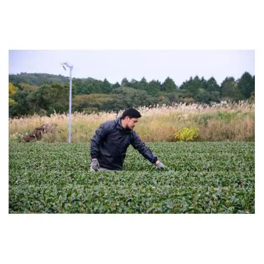 【農林水産大臣賞15回受賞の銘店】世知原茶 ｢芳翠｣｢峰の露｣ 詰め合わせ 500g (100g×5P)【前田製茶】蒸し製玉緑茶 茶葉 日本茶 緑茶