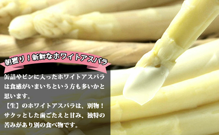【2027年春発送】訳あり ホワイト アスパラ サイズ混合 【2kg】130本前後 野菜 アスパラガス 大容量
