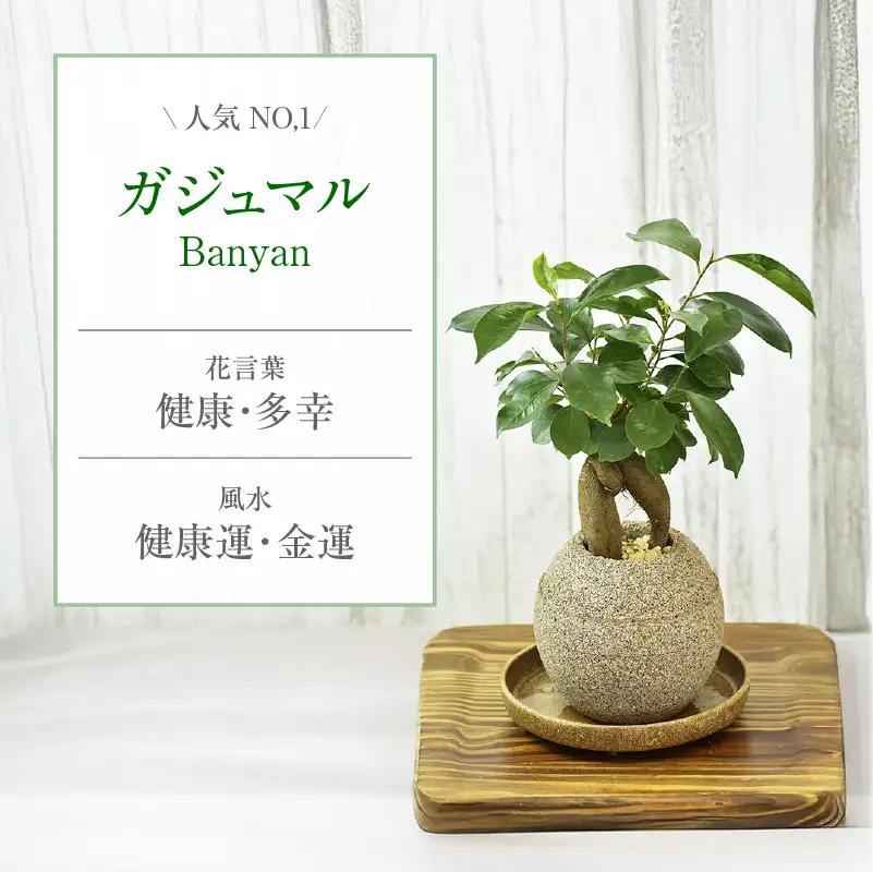 【ふるなびWEEK対象】アクアプラントポット®　玉Ｓ 植木鉢ガジュマル FN-Limited-PR（2341）