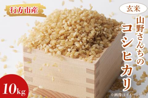 ★令和8年度 新米★山野さんちのコシヒカリ 10kg(玄米)｜米 お米 こめ こしひかり コシヒカリ 令和8年産 R8年産 新米 玄米 茨城県 行方市(BR-5-1)