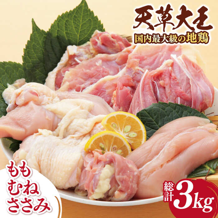 【ふるさと納税】【数量限定】熊本県産 天草大王 地鶏 計3kg ( もも ・ むね ・ ささみ ) 各1kg 鶏肉 小分け 国産 九州産 山都町 もも むね ささみ セット 詰め合わせ 地鶏 とりにく【あそ大王ファーム株式会社】[YCF003]