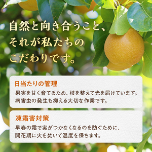《2025年秋出荷》味が濃い梨 豊水2.5kg（5～8玉） F21R-854