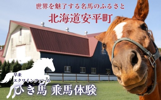 【ふるさと納税】 乗馬体験（ひき馬）1回分 北海道安平町〈早来エクワインファーム〉馬 サラブレッド ポニー 競馬 馬術 体験