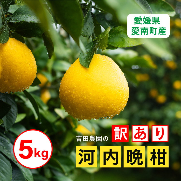 訳あり 河内晩柑5kg（家庭用） ＜柑橘 希少 果物 国産 フルーツ みかん 蜜柑 訳あり 家庭用 和製 グレープフルーツ ブランド 愛媛 果実 ビタミン ＞ ※2025年4月上旬～8月中旬頃に順次発送予定