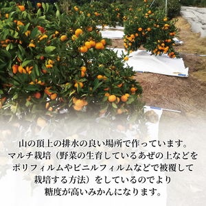 みかん【2027年1月上旬から発送】 訳あり 青島 みかん 5kg