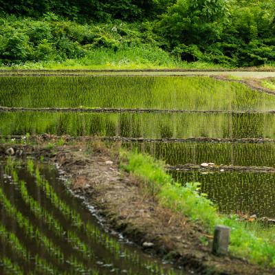 ふるさと納税 尾花沢市 【令和8年産】先行受付 新米 無洗米10kg(5kg×2袋) 棚田米『雪きらり』尾花沢市中刈産 |  | 03