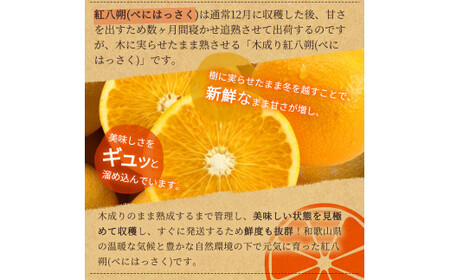みかん 不知火 和歌山 フルーツ 有田 / 【先行予約】紀州有田産木成り完熟紅八朔８kg ※2025年2月下旬頃～2025年3月下旬頃に順次発送予定（お届け日指定不可）【uot795】