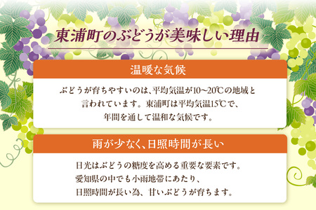 【先行予約】【2026年8月発送】東浦町産 種なし巨峰・約5kg（3kg＋2kg！）【みっちゃんぶどう園】