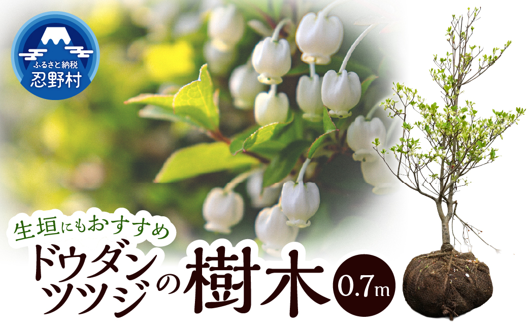 植木　ドウダンツツジ　0.7ｍ