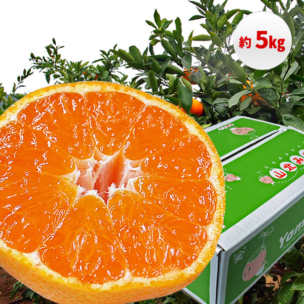 
            【C06035】山北みかん 5kg・サイズお任せ［期間限定品］
          