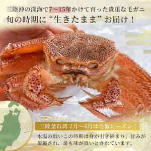 fn-40-016【出荷前にお電話します！】 活毛ガニ 3杯 （260g～360g×3） 三陸産【令和8年2月上旬～4月頃お届け】ヤマコー片桐鮮魚店