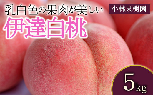 福島県産 伊達白桃 5kg 2025年9月上旬～2025年9月中旬発送 2025年出荷分 先行予約 予約 白桃 大玉 伊達の桃 桃 もも モモ 果物 くだもの フルーツ 国産 食品 F20C-593