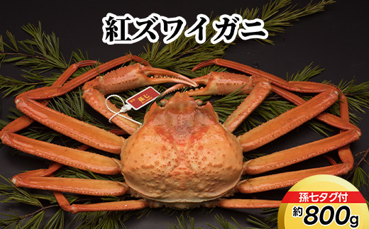 紅ズワイガニ約800g（孫七タグ付） ｜ずわい蟹 ずわいガニ 紅ずわいがに 紅ズワイガニ カニ 蟹 かに かにしゃぶ カニしゃぶ 蟹しゃぶ かに鍋 カニ鍋 蟹鍋 かに味噌 カニ味噌 かにみそ 魚貝類 魚介類 ボイル 海鮮 ズワイガニ 茹でたて 新鮮 国産 富山県産 富山湾 北陸 富山カニ 北陸カニ 富山かに 北陸かに ※離島への配送不可 ※2026年9月～発送