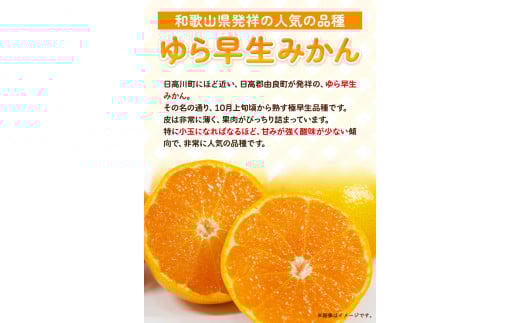 ＜先行予約＞ゆら早生みかん約5kg(2S～Lサイズ)どの坂果樹園《2025年10月中旬-12月上旬頃出荷予定》みかんゆら早生旬柑橘フルーツ果物---wshg_dsk52_10c12j_24_10000