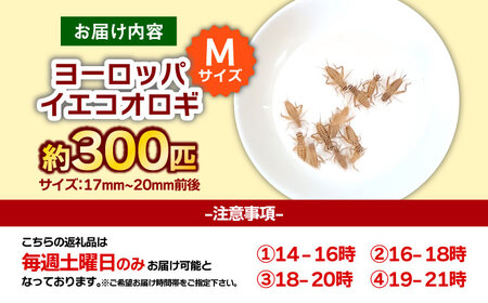 活きヨーロッパイエコオロギ Mサイズ300匹 BKBN005 コオロギ