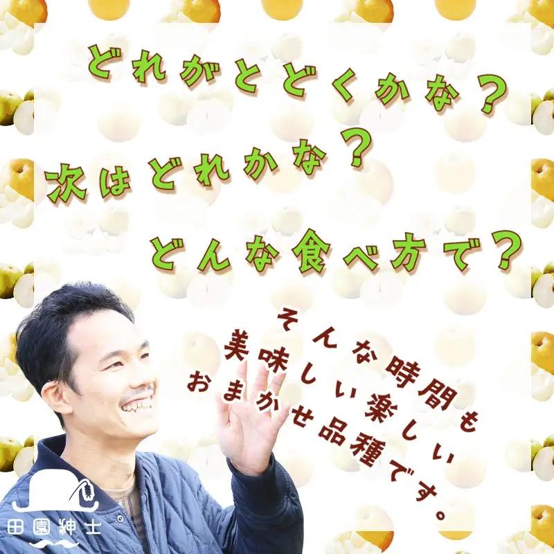 計３品種 梨定期便｜フルーツ梨