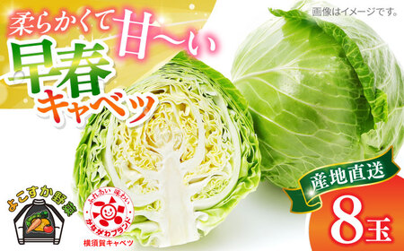 【先行予約】よこすか 早春キャベツ 8玉入り  キャベツ きゃべつ 早春キャベツ 早春きゃべつ 野菜 きゃべつ 野菜 【JAよこすか葉山】 [AKFO006] 7000円 7千円