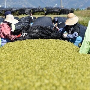 007-23 知覧茶深むし茶「知覧みどり」100g×5本箱