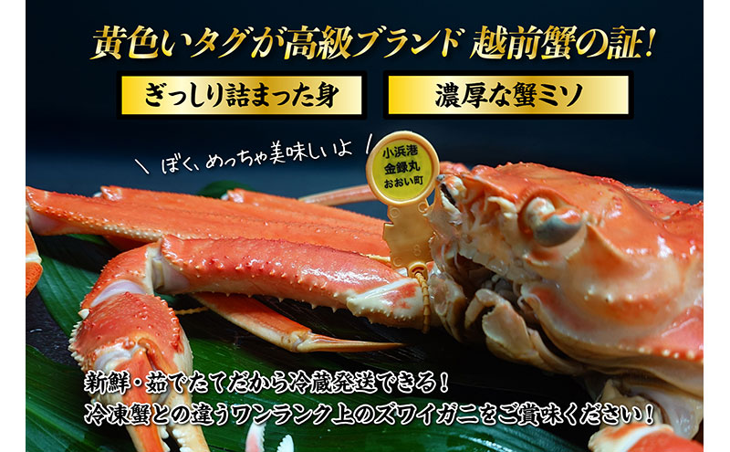 【1月出荷】かに 越前ガニ 400g～600g 1杯 【小サイズ】ボイル