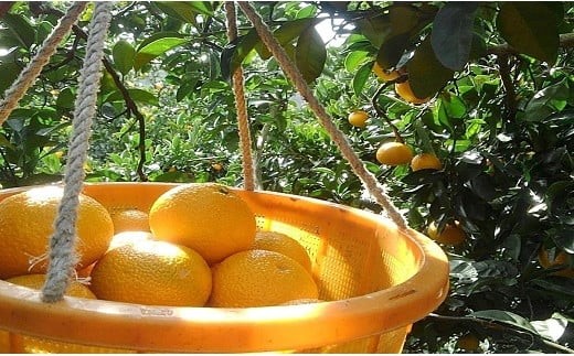 早津みかん園のスイートスプリング 3kg 