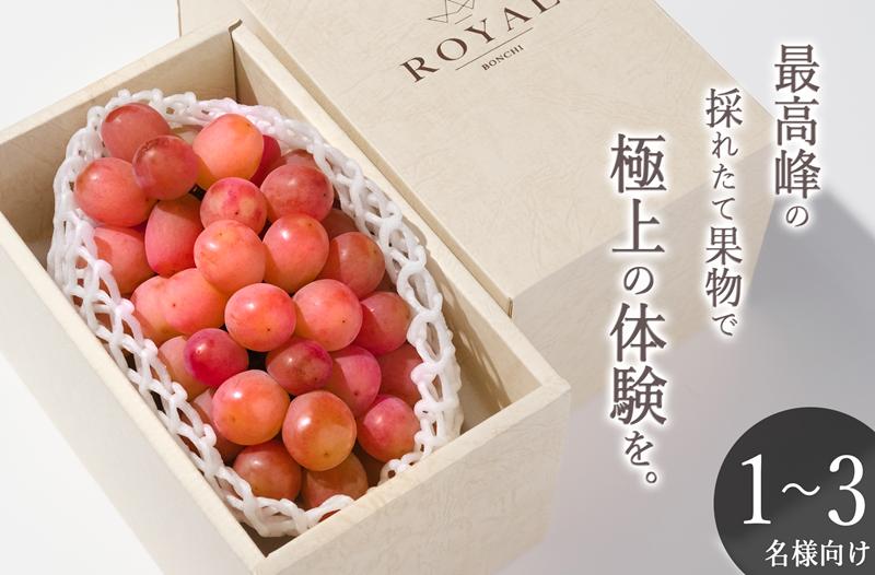 
                  甲州市産 大粒サンシャインレッド 1房入（約630g）自然農法【2026年発送】（BNC）C2-425 【サンシャインレッド ぶどう 葡萄 ブドウ 令和8年発送 期間限定 山梨県産 甲州市 フルーツ 果物】
                