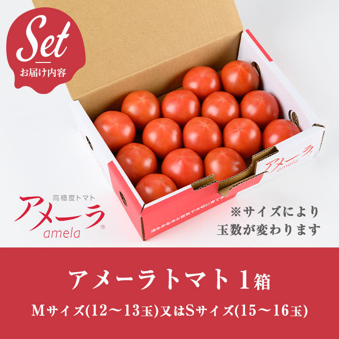 【先行予約】アメーラトマト 1箱 ｜ Sサイズ（15?16玉） or Mサイズ（12?13玉）＜2026年12月より順次発送予定＞｜ トマト アメーラトマト 野菜