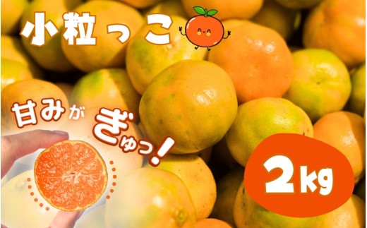 
                  お試しにピッタリ! 温州みかん 「小粒っこ」 2kg ※秀優混合 【2S~3Sサイズおまかせ】 味好農園【agy004-s-2】
                