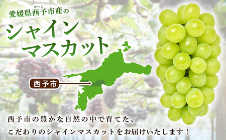 ＜シャインマスカット 約2kg＞ 果物 くだもの フルーツ ぶどう 葡萄 ブドウ シャインマスカット しゃいんますかっと 4～5房 大粒 糖度 極上 種なし 甘い 皮ごと 特産品 ファームNINOMI