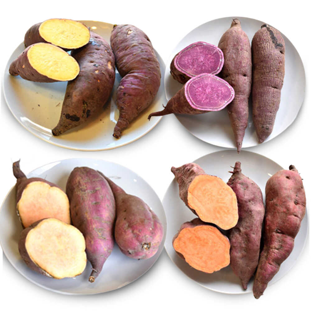 【ふるさと納税】【2026年10月頃より順次発送】和らぎ農法 ほっこり便 さつまいも編 5kg（栽培期間中、農薬・化学肥料・動物性堆肥不使用）/ さつまいも セット 食べ比べ 新鮮 野菜 旬 紅はるか ふくむらさき/ 滋賀県 栗東市 / ワダケン リアルソイルハウス[BIBM008]