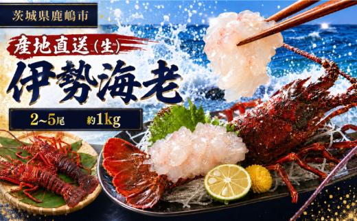 伊勢海老 1kg 2～5尾 50000円 冷蔵 生 国産 天然 産地直送 国産 鹿島灘 鹿島灘産 厳選 伊勢エビ エビ 海老 イセエビ 海鮮 シーフード 海 贅の極み 刺身 さしみ 味噌汁 鍋 塩ゆで ぷりぷり 海の恵み グリル グラタン 濃厚 甘み 特別 荒波育ち ボイル 焼き物 バーベキュー 贈答 プレゼント 贈り物 お中元 ギフト 仲野水産 茨城県 鹿嶋市 茨城 鹿嶋