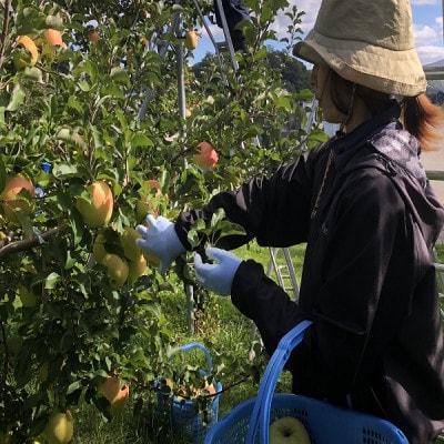 甘くてシャキシャキ!　青森県産りんご　ぐんま名月　家庭用　約3キロ　農家直送【1699143】