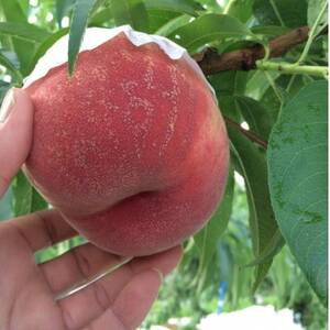 2025年先行受付　人気ゴールデン番組で話題沸騰!桃通が好む本場『硬甘桃』お試し約1kg8月上旬発送【配送不可地域：離島・北海道・沖縄県・中国・四国・九州】【1410778】