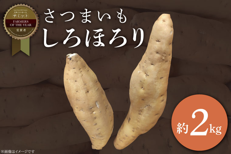 【2025年11月より順次発送】2025年度産 さつまいも しろほろり 約2kg｜さつまいも 芋 お芋 しろほろり 渋谷農園 先行予約 茨城県 行方市(BZ-60)