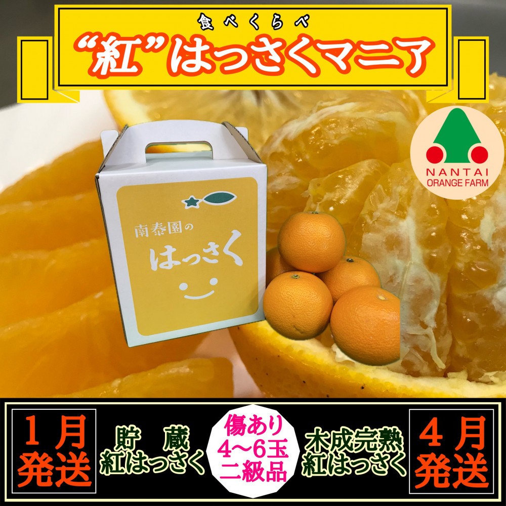 
                  1・4月発送 全2回 定期便 紅はっさく マニア 貯蔵 ＆ 木成完熟 傷あり 二級品 4 ～ 6玉 化粧箱 和歌山 有田 南泰園
                
