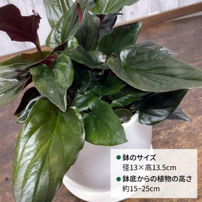 ふるさと納税 糸島市 濃緑と赤紫のコントラストが美しい　シンゴニウム・チョコレート 糸島市 [AWB039] |  | 01