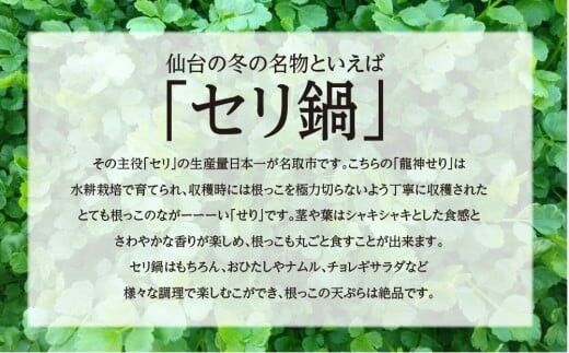 【期間限定】根付き仙台セリ鍋出汁セット（セリ鍋用出汁・スープ付）（1,000g）9～10人前 [せり鍋 仙台名物 冬 ごちそう 惣菜 セリ]