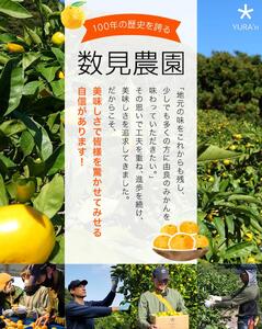 【先行予約】完熟ゆら早生みかん☆贈答用☆4.5kg ※2025年11月上旬頃より順次発送予定 / 和歌山県 柑橘 みかん 甘い 蜜柑 フルーツ 果物 くだもの 食品 人気 晩柑 おすすめ 送料無料 産