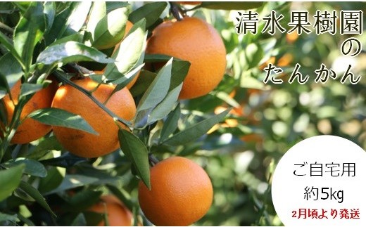 ＜2027年1月下旬より発送＞清水果樹園のたんかん《ご自宅用》約5kg