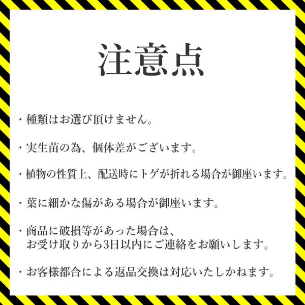 多肉植物 インテリア アガベ 人気品種おまかせ5ポットセット 3.5号黒鉢 四国ガーデン 人気 観葉植物 グリーン リラックス 初心者でも育てやすい 伊予市｜C01